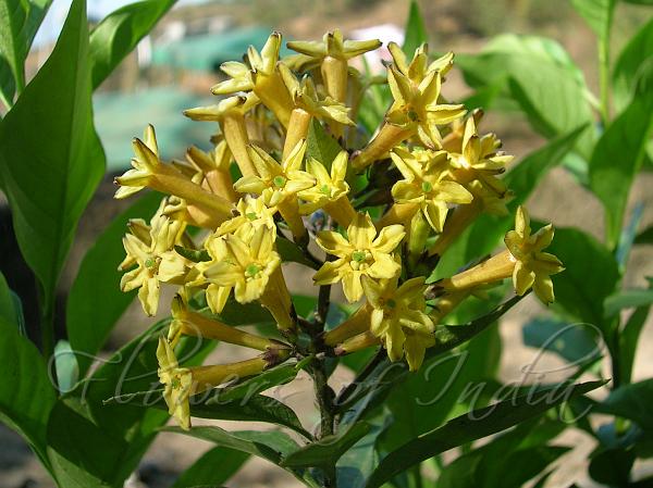 Green Cestrum